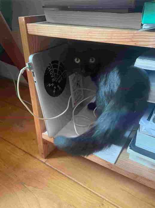 Server with a cat